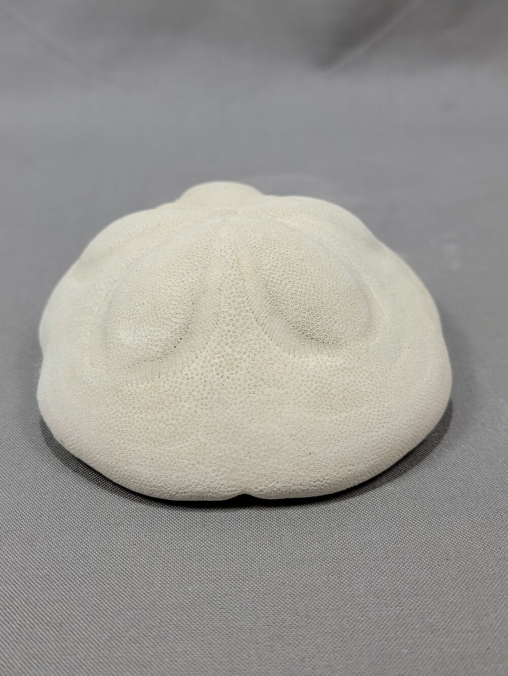 Sea Star Biscuit Puffer Sand Dollar Beach Ocean Nautical Decor Crafts